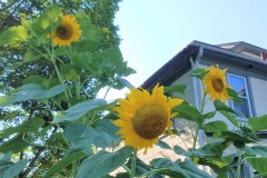 114.sunflowers328-21